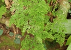 <i>Adiantum raddianum</i> C. Presl [Pteridaceae]