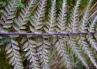 <i>Pityrogramma calomelanos</i> (L.) Link. [Pteridaceae]