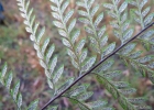 <i>Pityrogramma calomelanos</i> (L.) Link. [Pteridaceae]