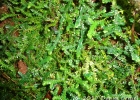 <i>Selaginella muscosa</i> Spring [Selaginellaceae]
