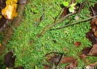 <i>Selaginella muscosa</i> Spring [Selaginellaceae]