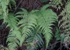 <i>Macrothelypteris torresiana</i> (Gaudich) Ching [Thelypteridaceae]