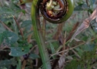 <i>Macrothelypteris torresiana</i> (Gaudich) Ching [Thelypteridaceae]
