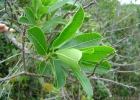 <i>Sapium glandulosum</i> (L.) Morong [Euphorbiaceae]