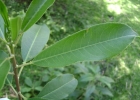 <i>Sapium glandulosum</i> (L.) Morong [Euphorbiaceae]