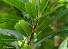 <i>Sapium glandulosum</i> (L.) Morong [Euphorbiaceae]