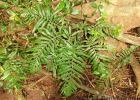 <i>Thelypteris riograndensis</i> (Lindm.) C.F. Reed [Thelypteridaceae]
