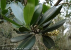<i>Myrsine guianensis</i> (Aubl.) Kuntze [Primulaceae]