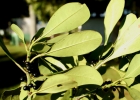 <i>Myrsine guianensis</i> (Aubl.) Kuntze [Primulaceae]