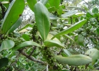 <i>Myrsine guianensis</i> (Aubl.) Kuntze [Primulaceae]