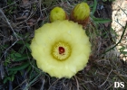 <i>Parodia ottonis</i> (Lehm.) N. P. Taylor [Cactaceae]