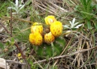 <i>Parodia ottonis</i> (Lehm.) N. P. Taylor [Cactaceae]