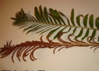 <i>Blechnum cordatum</i> (Desv.) Hieron [Blechnaceae]