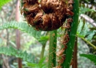 <i>Cyathea atrovirens</i> (Langsd. & Fisch.) Domin [Cyatheaceae]