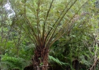 <i>Cyathea atrovirens</i> (Langsd. & Fisch.) Domin [Cyatheaceae]