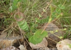 <i>Hypericum connatum</i> Lam. [Hypericaceae]