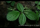 <i>Pilea pubescens</i> Liebm. [Urticaceae]