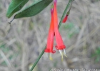 <i>Manettia cordifolia</i> Mart. [Rubiaceae]