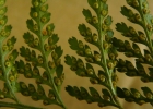 <i>Lastreopsis amplissima</i> (C. Presl) Tindale [Dryopteridaceae]