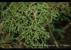 <i>Rhipsalis baccifera</i> (J.S.Muell.) Stearn [Cactaceae]
