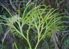 <i>Lycopodium thyoides</i> Humb. & Bonpl. ex Willd. [Lycopodiaceae]