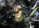 <i>Pecluma pectinatiformis</i> (Lindm.) M.G. Price [Polypodiaceae]