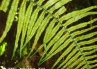 <i>Pecluma recurvata</i> (Kaulf.) M.G. Price [Polypodiaceae]