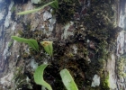 <i>Pleopeltis macrocarpa</i> (Willd.) Kaulf. [Polypodiaceae]
