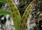 <i>Pleopeltis macrocarpa</i> (Willd.) Kaulf. [Polypodiaceae]