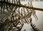 <i>Polybotrya cylindrica</i> Kaulf. [Dryopteridaceae]