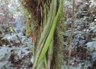 <i>Polytaenium lineatum</i> (Sw.) J. Sm. [Vittariaceae]