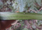 <i>Polytaenium lineatum</i> (Sw.) J. Sm. [Vittariaceae]