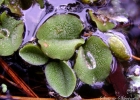 <i>Salvinia auriculata</i> Aubl. [Salviniaceae]