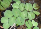 <i>Salvinia auriculata</i> Aubl. [Salviniaceae]