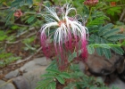 <i>Calliandra parvifolia</i> (Hook. f. & Arn.) Speg. [Fabaceae]