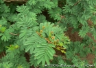 <i>Calliandra parvifolia</i> (Hook. f. & Arn.) Speg. [Fabaceae]
