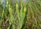 <i>Baccharis articulata</i> (Lam.) Pers. [Asteraceae]