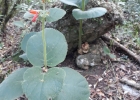 <i>Sinningia macrostachya</i> (Lindl.) Chautems [Gesneriaceae]