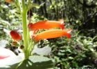 <i>Sinningia macrostachya</i> (Lindl.) Chautems [Gesneriaceae]