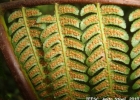 <i>Cyathea delgadii</i> Sternb. [Cyatheaceae]