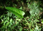 <i>Mangonia tweedieana</i> Schott [Araceae]