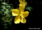 <i>Pavonia sepium</i> A.St.-Hil. [Malvaceae]