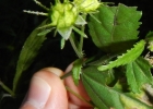 <i>Pavonia sepium</i> A.St.-Hil. [Malvaceae]