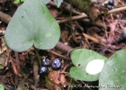 <i>Geophila macropoda</i> (Ruiz & Pav.) DC. [Rubiaceae]