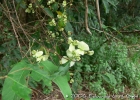 <i>Hiraea fagifolia</i> (DC.) A.Juss. [Malpighiaceae]