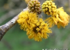 <i>Vachellia caven</i> (Molina) Seigler & Ebinger [Fabaceae]
