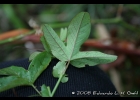 <i>Passiflora caerulea</i> L. [Passifloraceae]