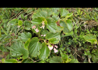 <i>Begonia cucullata</i> Will. [Begoniaceae]