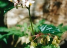 <i>Begonia cucullata</i> Will. [Begoniaceae]