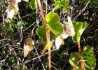 <i>Begonia cucullata</i> Will. [Begoniaceae]